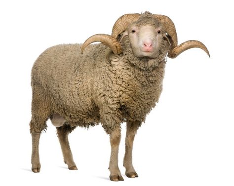 Arles merino sheep, ram, standing | Premium Photo #Freepik #photo #nature #animals #farm #cute Merino Sheep, The Ram, Animal Posters, My Girlfriend, Animal Clipart, Animal Wallpaper, Animals Images, Animal Photo, Image Hd