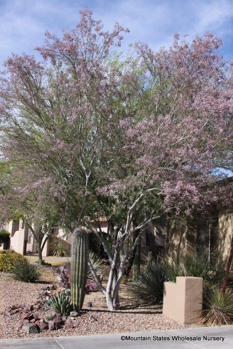 Garden Planing, Ironwood Tree, Desert Backyard, Tree Study, Arizona Landscape, Desert Garden, Garden Yard Ideas, Desert Plants, Landscaping Plants