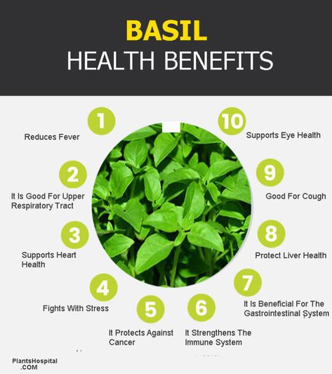 Basil: Benefits, Uses, Preparation And Recommendations (King Of Herbs) 3 Health Benefits Of Basil, Basil Benefits, Benefits Of Basil, Basil Health Benefits, Healthy Liver Diet, Bullet Recipes, Nutri Bullet, Medicine Garden, Basil Herb