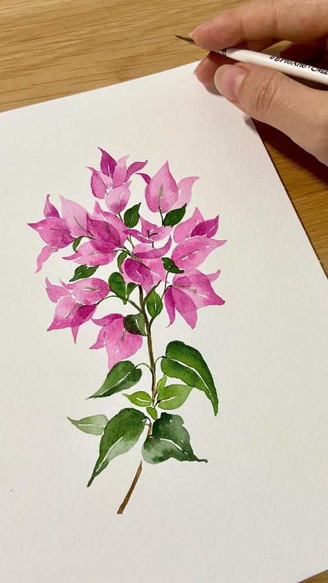 Bougainvillea Watercolor Tutorial, Bougainvillea Painting Watercolors, Bougainvillea Sketch, Watercolour Bougainvillea, Bougainvillea Drawing, Bougainvillea Illustration, Bougainvillea Art, Bougainvillea Painting, Bougainvillea Watercolor