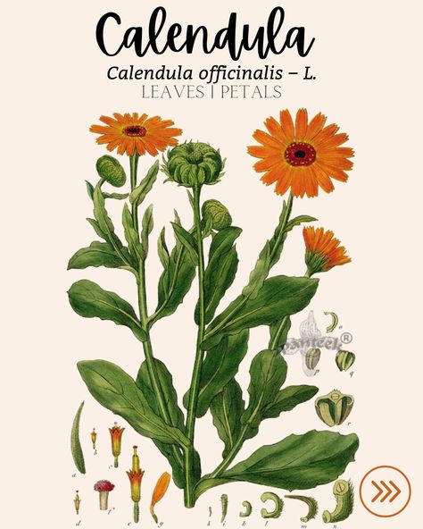 Calendula: a great all around herb that grows like a weed. Go to plant for skin herbal remedies! 
How do you use Calendula? Comment Below!
.
.
.
.
.
.
.

.
#Herbs #nature #natural #health #herbalmedicine #herbal #plants #healing #healthy #herbalist #flowers #garden #wellness #herbalism #tea #holistichealth #selfcare #medicinalherbs #HerbalRemedies #Calendula #skinillness #skin #beauty #digestion #PMS #period #immunesystem #lymphaticsystem #oralheath #toothpain Calendula Plant, Plants Healing, Plant Cards, Homeschool Room Design, Calendula Officinalis, Flower Remedy, Calendula Flower, Herbal Plants, Homeschool Room