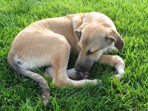 An itching dog is an unhappy dog. Stop Dog Itching, Fly Deterrent, Remedies For Allergies, Grass Allergy, Dog Itching Remedies, Itchy Dog Skin, Training Puppies, Dog Food Allergies, Itchy Dog