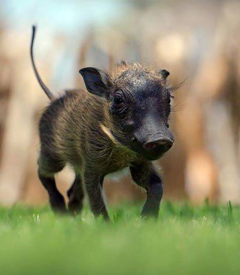 Warthog Hoglet Baby Warthog, Hole In My Heart, Baby Skunks, Drawing Portraits, Tiny Animals, Wild Pig, African Babies, Cute Piggies, Wild Boar