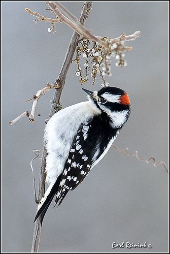 Woodpecker (Downey) Bird Sketching, Downey Woodpecker, Meadow Cottage, Popup Cards, Bag Painting, Winter Birds, Bird House Kits, Kinds Of Birds, Favorite Animals