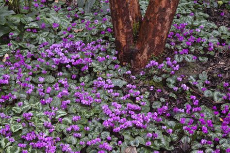 Flowers of Persian Violet (not a true violet) (Cyclamen coum) around Orangebark Stewartia (aka Tall Stewartia) (Stewartia monadelpha) in the J. A. Witt Winter Garden in the Washington Park Arboretum, University of Washington, Seattle, Washington, USA, February, Seattle_Arboretum-6270 Hardy Cyclamen, University Of Washington Seattle, Persian Violet, Cat Safe Plants, Washington Seattle, Violet Plant, Cat Plants, Washington Park, Washington Usa