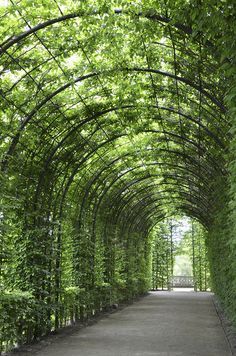 Natural Pergola, Beautiful Gardens Landscape, Grape Arbor, Garden Vines, Garden Arches, Garden Arbor, Salou, Garden Trellis, Be Great