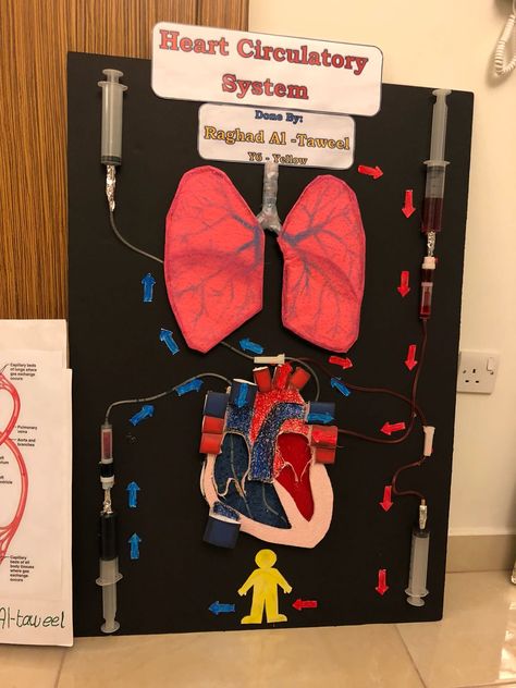 Circulatory System Working Model, Medical Board Ideas, Creative Biology Projects, Circulatory System Projects Models, Cardiovascular System Project, Heart Projects Anatomy, Heart Model Project Science, Heart Model Project, Cardiorespiratory System