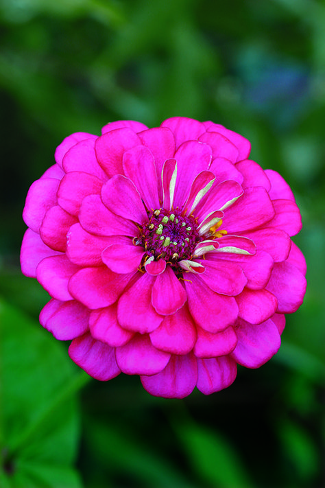 Bold and Beautiful Zinnias - FineGardening Seni Arab, Very Beautiful Flowers, Rose Flower Pictures, Beautiful Flowers Images, Zinnia Flowers, Beautiful Flowers Photography, Wallpaper Flower, Beautiful Flowers Photos, Fine Gardening