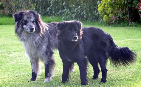 Berger des Pyrénées à face rase Pyrenean Shepherd, Dog List, Rough Collie, Dog Facts, Purebred Dogs, Pembroke Welsh Corgi, Welsh Corgi, Pyrenees, Canine Companions