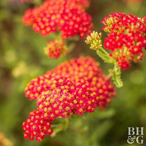 When summer heat kicks in, rely on these drought-tolerant plants to hold their own -- and still look beautiful. Prairie Planting, Long Blooming Perennials, Drought Tolerant Perennials, Seaside Garden, Drought Resistant Plants, Best Perennials, Shade Flowers, Echinacea Purpurea, Garden Shrubs