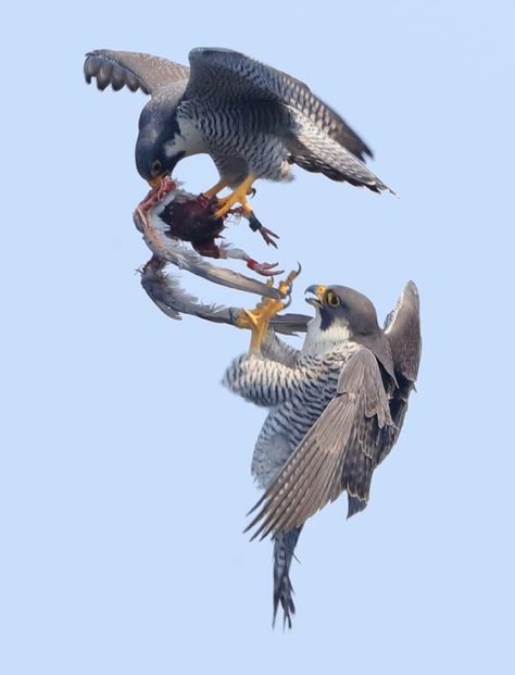 les rapaces 交 oiseaux de proie peregrine falcons fighting over a meal birds prey pajaros vogels Peregrine Falcon, Peregrine, Nature Birds, Birds In Flight, Exotic Birds, Birds Of Prey, Colorful Birds, Wild Birds, Nature Animals