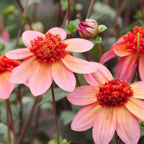 Totally Tangerine Anemone Dahlia | American Meadows Anemone Dahlia, Orange Watermelon, Summer Gardens, High Country Gardens, American Meadows, Electric Purple, Country Gardens, Open Flower, Sun Flowers