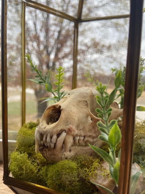 Taxidermy project with faux moss, raccoon skull, ethically sourced. Skull Display Ideas, Diy Faux Taxidermy, Animal Skull Display Ideas, Weird Taxidermy, Taxidermy Aesthetic Dark, Goth Taxidermy Decor, Animal Skull Terrarium, Cat Skull Taxidermy, Raccoon Skull