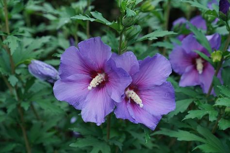 Purple Rose Of Sharon, Gooseberry Plant, Hibiscus Bush, Portland Garden, Hibiscus Syriacus, Flower Tips, Hardy Hibiscus, Purple Hibiscus, Paper Pot