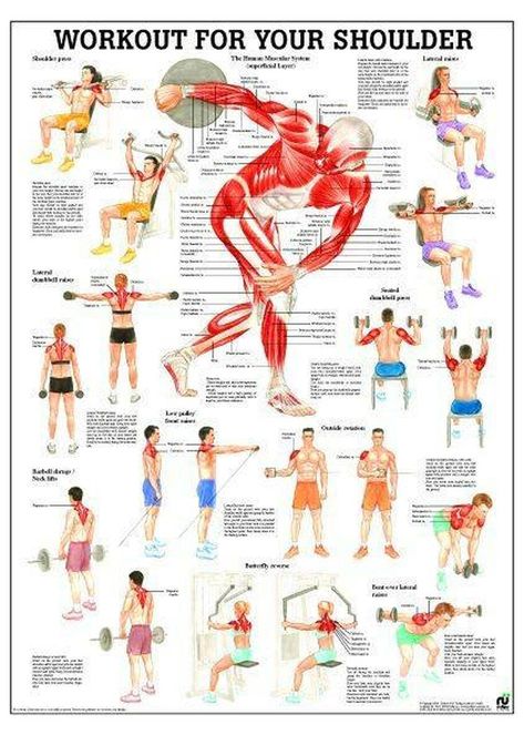 Human Muscular System, Back Workout Men, Ectomorph Workout, Fitness Poster, Workout Man, Trening Sztuk Walki, Volleyball Workouts, Yoga Wheel, Pilates Training