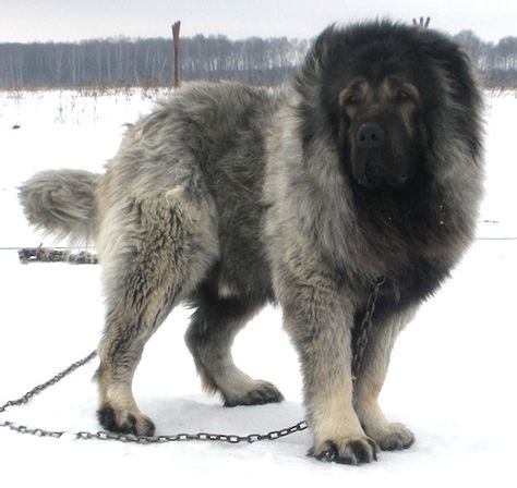 Caucasian Mastiff, Russian Bear Dog, Caucasian Ovcharka Puppy, Carpathian Shepherd Dog, Tibetan Mastiff Dog, Caucasion Shepherds, Caucasian Shepherd Dog, Caucasian Shepherd, Dog Breeds Pictures