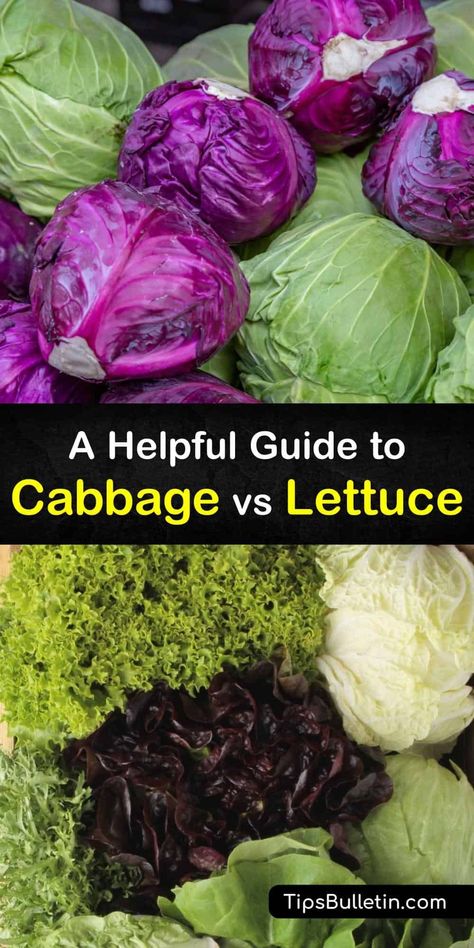 Discover the health benefits of cabbage and lettuce, how they differ, and tips for growing your own. These leafy greens are delicious and contain dietary fiber, antioxidants, potassium, vitamin K, and vitamin B6, and are great for weight loss. #cabbage #difference #lettuce Health Benefits Of Cabbage, Cabbage Health Benefits, Types Of Cabbage, Types Of Lettuce, Healthy Heart Tips, Vegetable Benefits, Improve Nutrition, Growing Lettuce, Head Of Lettuce