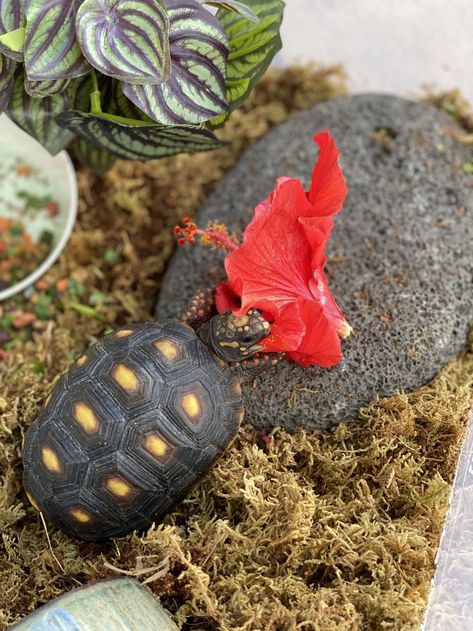 #redfoottortoise #tortoise #tortoisesofinstagram #redfoot #sulcatatortoise #tortoises #cherryheadtortoise #reptile #redfootedtortoise #leopardtortoise #reptilesofinstagram #turtle #sulcata #reptiles #tortoiselover #tortoiseforum #russiantortoise #tortoiselife #cherryhead #babytortoise #tortoiseofinstagram #kurakuradarat #tortoiselove #yellowfoottortoise #aldabratortoise #gianttortoise #petsofinstagram #pardalis #redfoottortoisesofinstagram #africanbullfrog Redfoot Tortoise, Red Footed Tortoise, Leopard Tortoise, Russian Tortoise, Sale Email, Sulcata Tortoise, Reptile Enclosure, Genetic, Reptiles