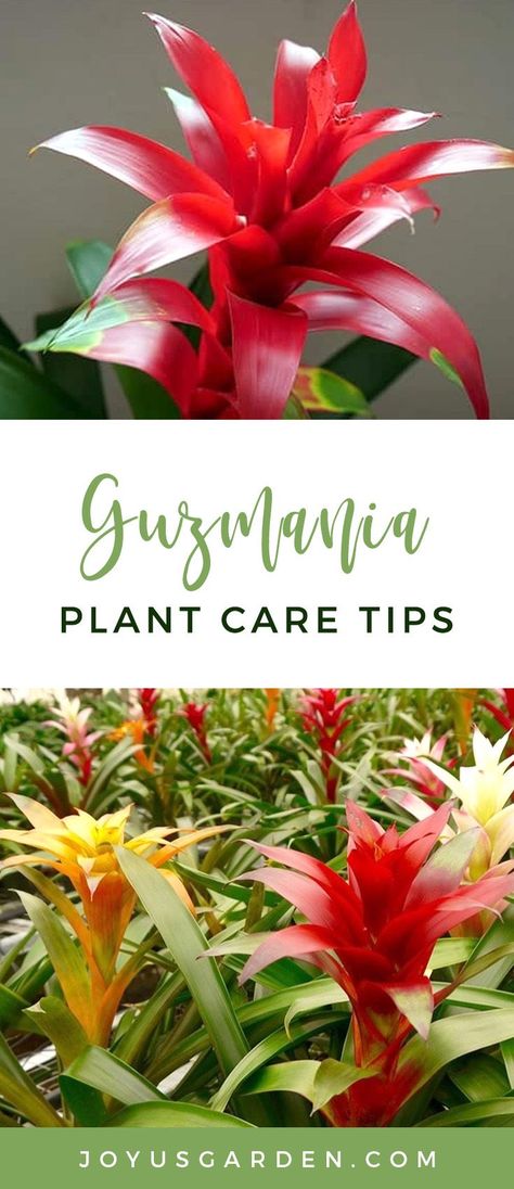 I’m continuing on with the bromeliad series; and yes, I do love them that much.  So if you’re interested, be sure to check out the Aechmea and the Pink Quill Plant. Today I’m sharing Guzmania plant care tips. #bromeliad #guzmania #plant #planting #plantingtips #gardening #gardeningtips #garden #gardener #beginnergardener #beginnergardening #howtogarden Bromeliads Indoor, Bromeliad Guzmania, Orchid Food, Plant Care Instructions, Plant Care Tips, Orchid Bark, Succulent Soil, Sustainable Community, Indoor Plant Care