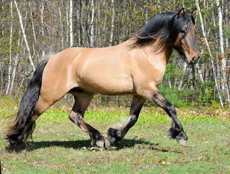 pictures of zebras and clydesdale horses | Highland Pony credit Highland Pony, All Horse Breeds, Buckskin Horse, Pony Breeds, Horse Photographer, Horse Inspiration, Most Beautiful Animals, Majestic Horse, Horse World