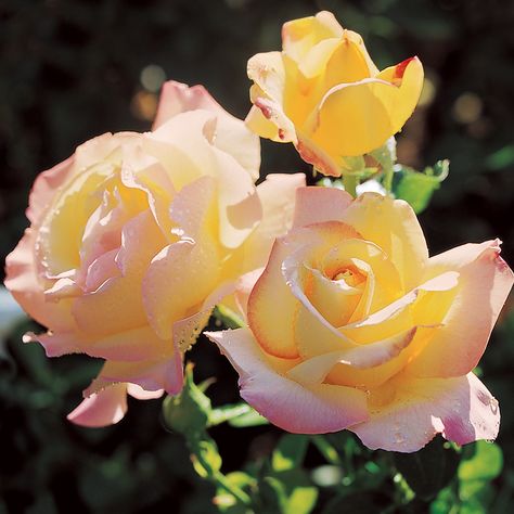 Peace Hybrid Tea Rose for Sale at Jackson and Perkins | Hybrid Tea Hybrid Tea Roses Care, Rose Foto, Peace Rose, Hybrid Tea Rose, Rose Gardens, Rose Care, Rose Trees, Growing Roses, Insect Control