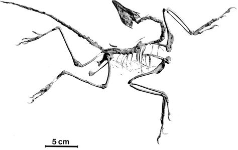 Berlin specimen Archaeopteryx Archaeopteryx Drawing, Archaeopteryx Fossil, Archaeopteryx Tattoo, Archaeopteryx Art, Dinosaur Fossil Tattoo, Fossil Art, Dinosaur Tattoos, Funky Tattoos, Lesbian Art