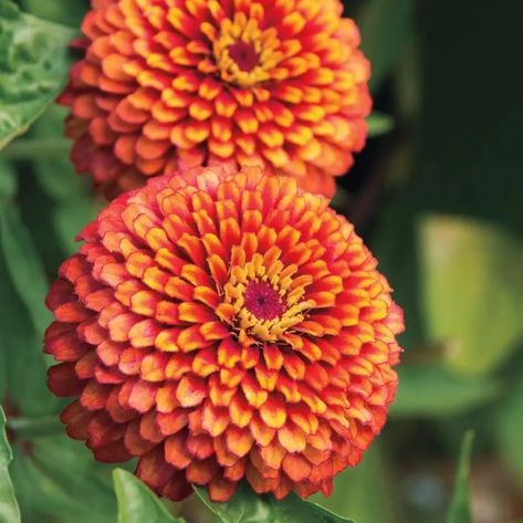 🌼 Sale Alert: Crouching Tiger Zinnia Seeds 🌼 Add a splash of vibrant, bicolor blooms to your garden with Crouching Tiger Zinnia Seeds. Awarded the Fleuroselect Novelty Award in 2015, these stunning zinnias are perfect for both garden beds and vases. With blooms that change from single daisies to full, petal-packed pompons, these zinnias provide a dynamic and ever-changing display all season long. - Gorgeous deep red petals tipped in yellow - Blooms begin less than 3 months after sowing - ... Orange Zinnia, Zinnia Seeds, Crouching Tiger, Zinnia Elegans, Zinnia Flowers, Annual Flowers, Seed Company, Plant Nursery, Small Plants