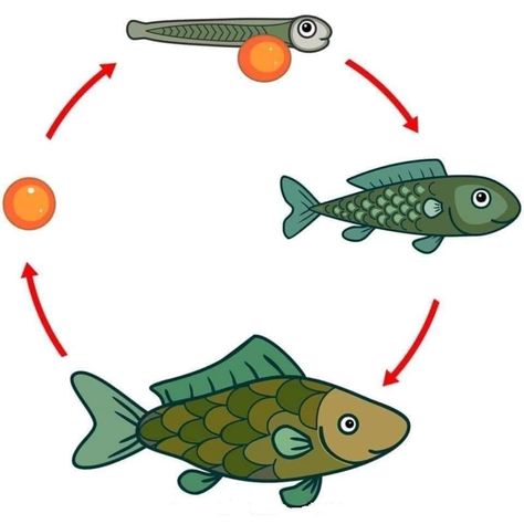 دورة حياة النبات, Fish Life Cycle, Farm Animals Preschool, Pond Animals, Life Cycle Craft, Baby Books Diy, Animal Life Cycles, Preschool Art Activities, Daycare Crafts