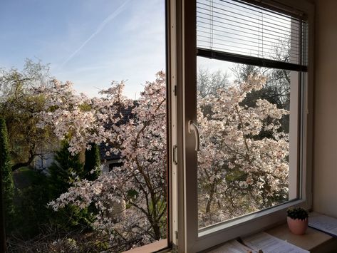 Aesthetic window view of the flowery magnolia tree Magnolia Core, Magnolia Aesthetic, Magnolia Tree, Study Photos, Magnolia Trees, Japan Aesthetic, Window View, Wallpaper Pc, Aesthetic Wallpaper