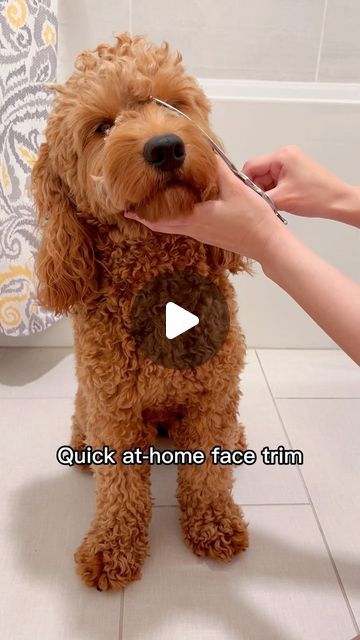 Teddy Bear Goldendoodle, Cream Teddy Bear, Goldendoodle Grooming, Face Trimmer, Cutest Puppy Ever, Goldendoodle Puppy For Sale, Newborn Puppies, Dog Haircuts, Maltipoo Puppy