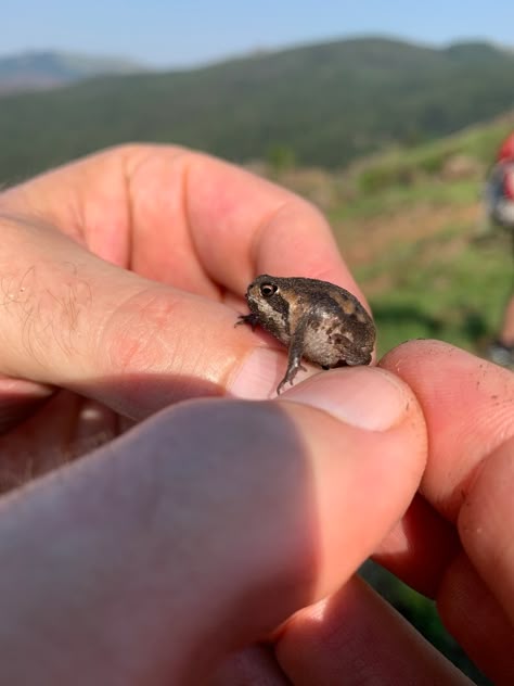 Common Rain Frog (Breviceps adspersus) from Manzini, Eswatini on October 27, 2019 at 07:52 AM by Linda Loffler · iNaturalist Common Rain Frog, Rain Frogs, Desert Rain Frog, Types Of Frogs, Rain Frog, Desert Rain, Pet Frogs, Small Frog, Frog Pictures