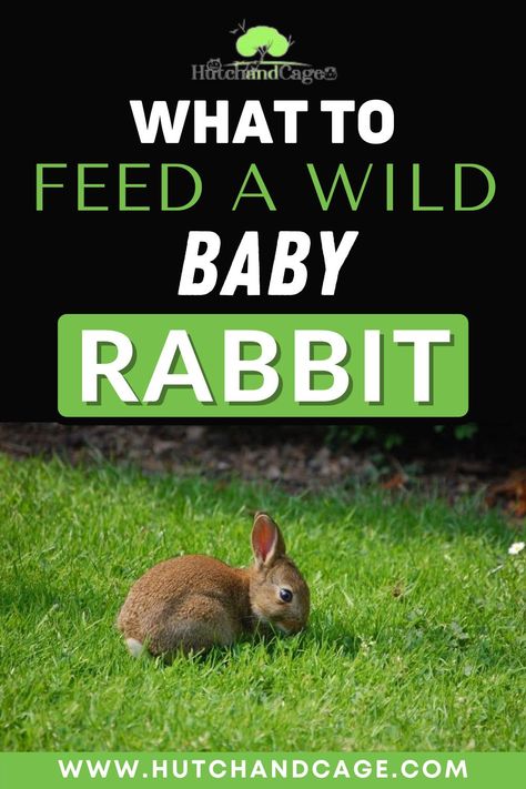 Have you found a wild rabbit that needs to be fed? It is not uncommon to encounter a lone litter or single baby rabbit when walking the dog out in the country or hiking your favorite nature trail. If you do find a wild baby rabbit, your first thoughts are likely to be how you can best meet its needs and help it survive. Wild Rabbit Food, Wild Baby Rabbits, Rabbit Nest, Rabbit Information, Wild Rabbits, Rabbit Feeding, Rabbit Diet, Young Rabbit, Out In The Country