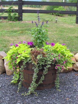 Whiskey barrel planter on the barn patio. @ Khimaira Farm outdoor barn wedding venue Shenandoah Valley Blue Ridge Mountains Luray VA Whiskey Barrel Planter, Barrel Flowers, Wine Barrel Planter, Barrel Planter, Have Inspiration, Garden Containers, Love Garden, Whiskey Barrel, Wine Barrel