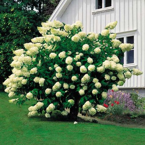 Hydrangea Paniculata Grandiflora, Hydrangea Paniculata, Plants Garden, Facade House, Flowering Trees, Garden Flowers, Green Thumb, Garden Inspiration, Container Gardening