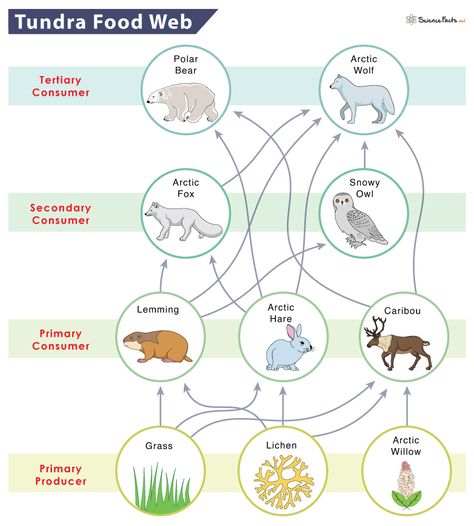 Arctic Food Web, Simple Food Chain, Tundra Biome, Carnivorous Animals, Trophic Level, Arctic Hare, Chemical Energy, Arctic Tundra, Symbiotic Relationships