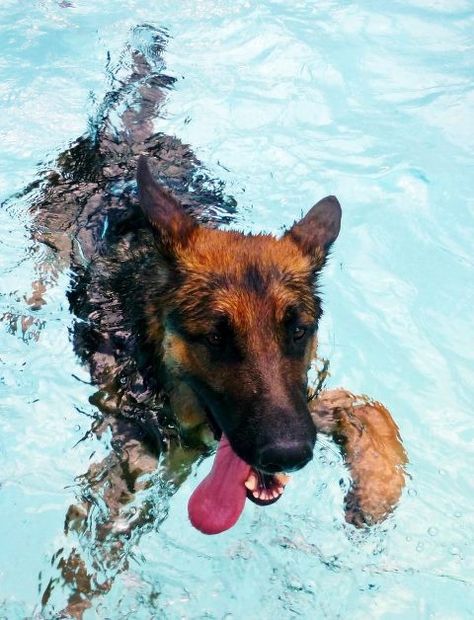 GSD German Shepherd Swimming, Loyal Dog Breeds, A Dogs Purpose, German Shepherd Husky, German Shepherd Pictures, Funny German Shepherd, Swim Practice, America Funny, German Shep