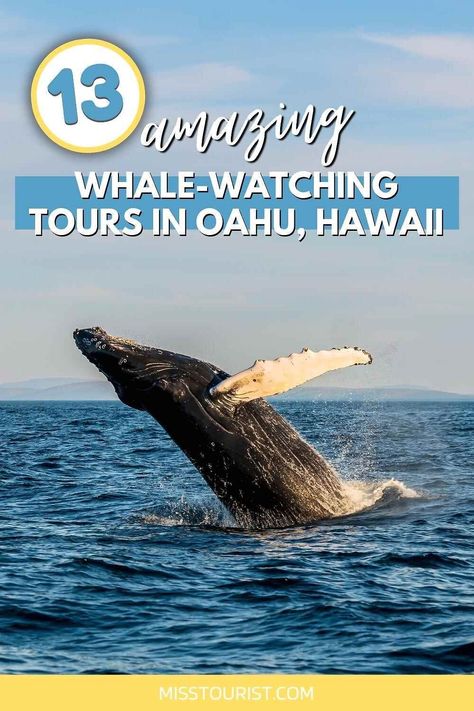 Types Of Whales, Oahu Vacation, Travel Bucket List Usa, Hawaii Life, A Whale, Waikiki Beach, Best Sunset, American Travel, Usa Travel Destinations