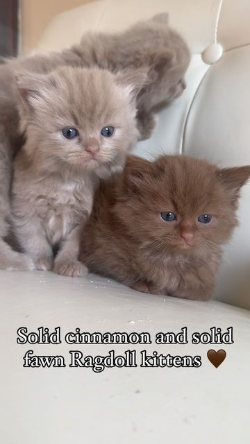 @cosmicragdolls on Instagram: "Aren’t these Ragdoll kittens breathtaking? ❤️
These guys are so fluffy! 

#ragdollkitten #cinnamonragdoll #fluffyragdoll #browncat #brownkitten #ragdollbreeder #ragdollkittens" Cinnamon Ragdoll Cat, Chocolate Ragdoll, Ragamuffin Kittens, Ragdoll Kittens For Sale, Brown Kitten, Ragdoll Kittens, Dream's Cat, Ragamuffin, Ragdoll Kitten