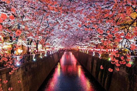 Best Geoarbitrage Cities in Asia: Save More Money as a Remote Worker Hanami Festival, Cherry Blossoms In Japan, Tokyo Picture, Places In Tokyo, Japan Picture, Cherry Blossom Japan, Japan Itinerary, Cherry Blossom Festival, Japan Photo