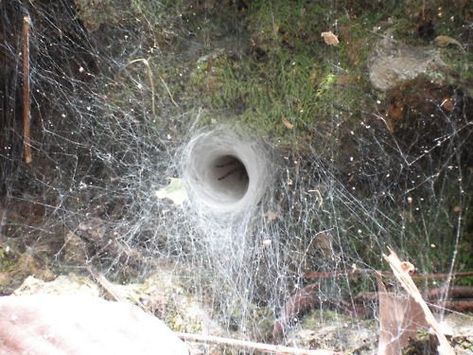 Arachnid Funnel Web Spider, Web Spider, Cnidaria, Temple Ruins, Itsy Bitsy Spider, Spider Art, Spider Webs, The Spider, Arachnids