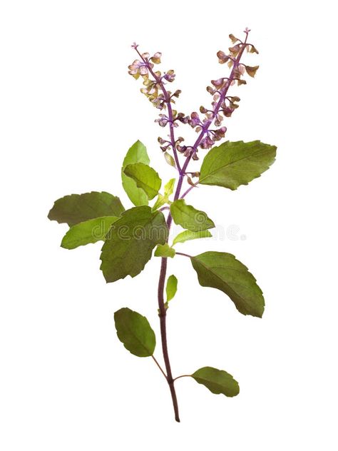 Wild Holy Basil Tulasi in flower isolated. With clipping path , #AD, #Basil, #Tulasi, #Wild, #Holy, #clipping #ad Thulasi Plant, Tulasi Plant, Tulsi Pot, Tulsi Tea, Purple Tattoos, Tulsi Plant, Lavender Aesthetic, Plant Tattoo, Pichwai Paintings