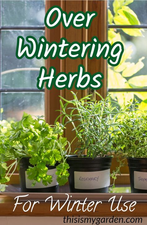 Kitchen Herb Garden Indoor, Growing Herbs Inside, Growing Herbs Indoors, Small Herb Gardens, Outdoor Herb Garden, Medicinal Herbs Garden, Herb Garden In Kitchen, Herbs Garden, Inside Garden