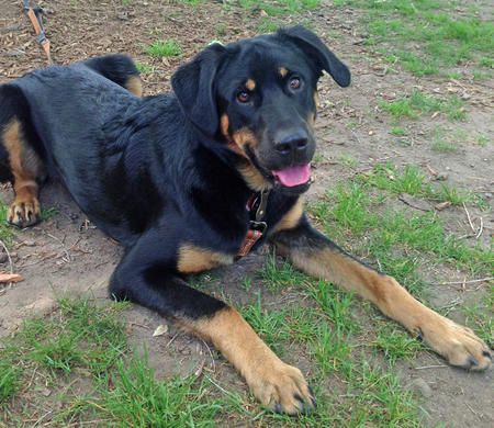 Bowser the Mixed Breed -- Dog Breed: Black and Tan Coonhound / German Shepherd Dog / Labrador Retriever Boxer Mix Puppies, Pitbull Mix Puppies, Black And Tan Coonhound, Dog Labrador, Breed Dogs, Labrador Retriever Mix, Mixed Breed Dogs, Pitbull Mix, Crate Training