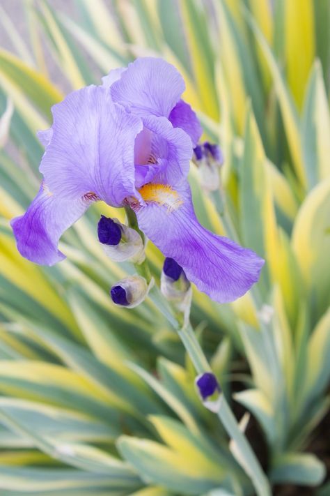 Iris Care, Iris Pallida, Iris Plant, Beach House Landscaping, Iris Rhizomes, Low Water Gardening, Iris Garden, Drought Tolerant Plants, Ornamental Plants