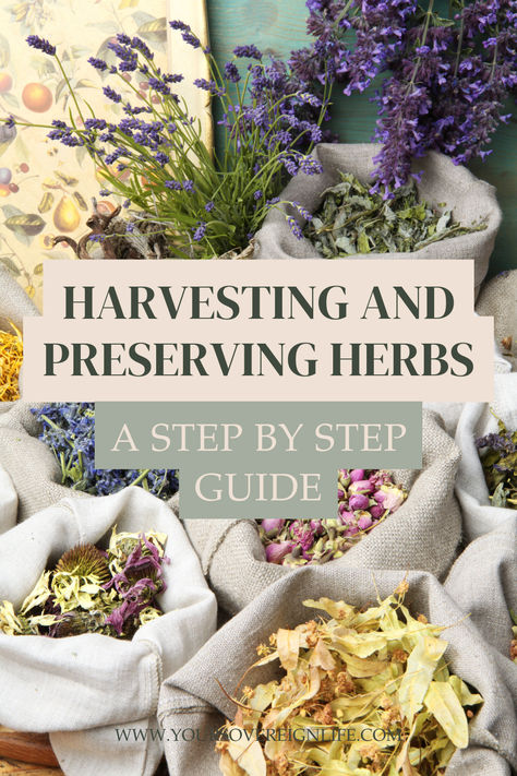 Learn how to harvest and preserve your herbs for long-lasting flavor and health benefits! This step-by-step guide will help you dry, store, and enjoy your homegrown herbs year-round. Perfect for any garden enthusiast or herbal remedy lover. How To Preserve Herbs, Homegrown Herbs, Homemade Medicine, Herbal Garden, Preserving Herbs, Herb Farm, Herbs For Health, Witchy Things, Healing Herbs