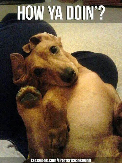 . How Ya Doin, Weiners, Dachshund Love, Sweet Dogs, Weiner Dog, Wiener Dog, Animal Photo, Little Dogs, Dog Life