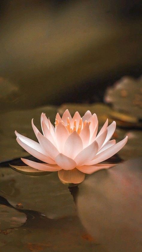 Teratai Aesthetic, Lotus Flower Wallpaper Iphone, Lotus Wallpaper Aesthetic, Lotus Flower Aesthetic, Lotus Aesthetic, Lotus Flower Meaning, Sacred Flower, Lotus Flower Wallpaper, Lotus Wallpaper