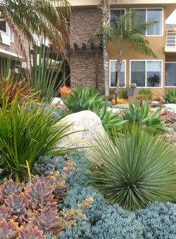 Succulent Landscaping Front Yard, Succulent Landscape Design, Succulent Garden Design, Succulent Landscaping, Dry Garden, Colorful Succulents, Landscape Edging, Succulent Gardening, Landscaping Tips