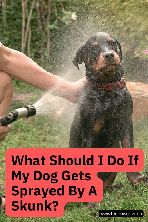 Dog Skunk Remedy, Deskunking A Dog, Skunked Dog Remedies, Skunk Spray Remedy, Skunk Smell Out Of Cat, Diy Skunk Smell Remover Dogs, Get Rid Of Skunk Smell On Dog, Dog Skunk Smell How To Remove, Get Skunk Smell Off Dog