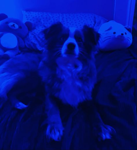 A beautiful wild Charlie sitting on his royal bed Royal Bed, Spotted Dog, Roller Rink, Blue Hour, Blue Dog, His Eyes, Mood Board, Puppies, Collage